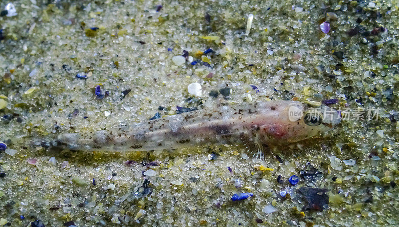 石纹虾虎鱼(Pomatoshistus marmoratus)伪装在沙质海床上。黑海，敖德萨湾